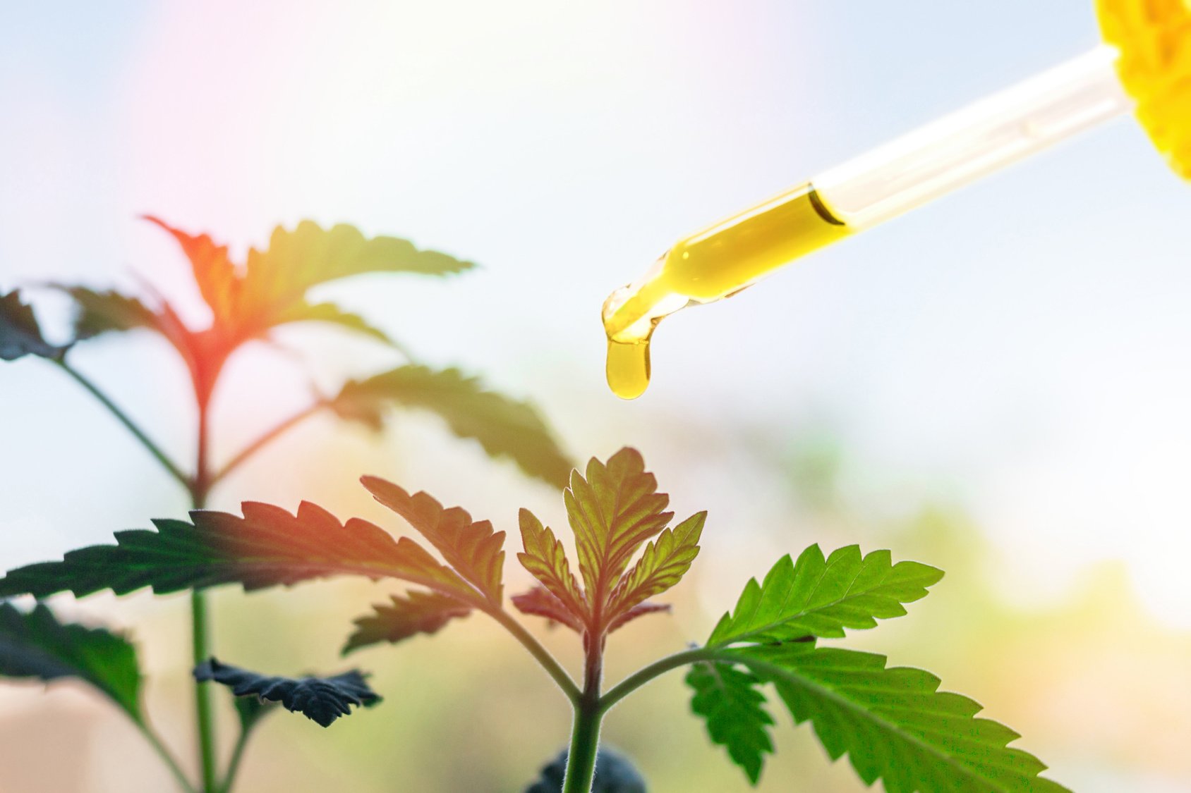 CBD Cannabis oil