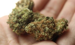 Weed delivery Toronto west