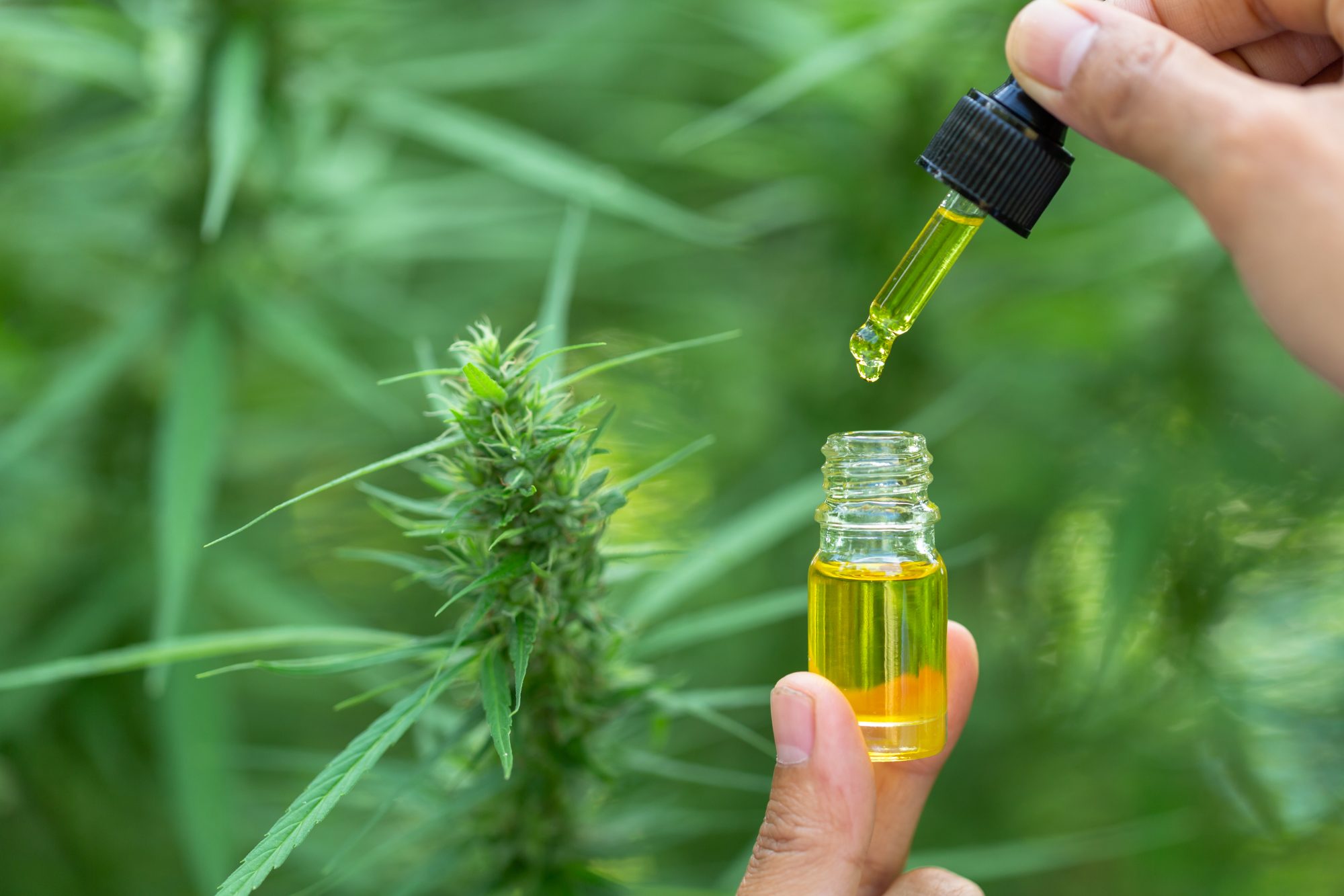 best cbd oil for anxiety
